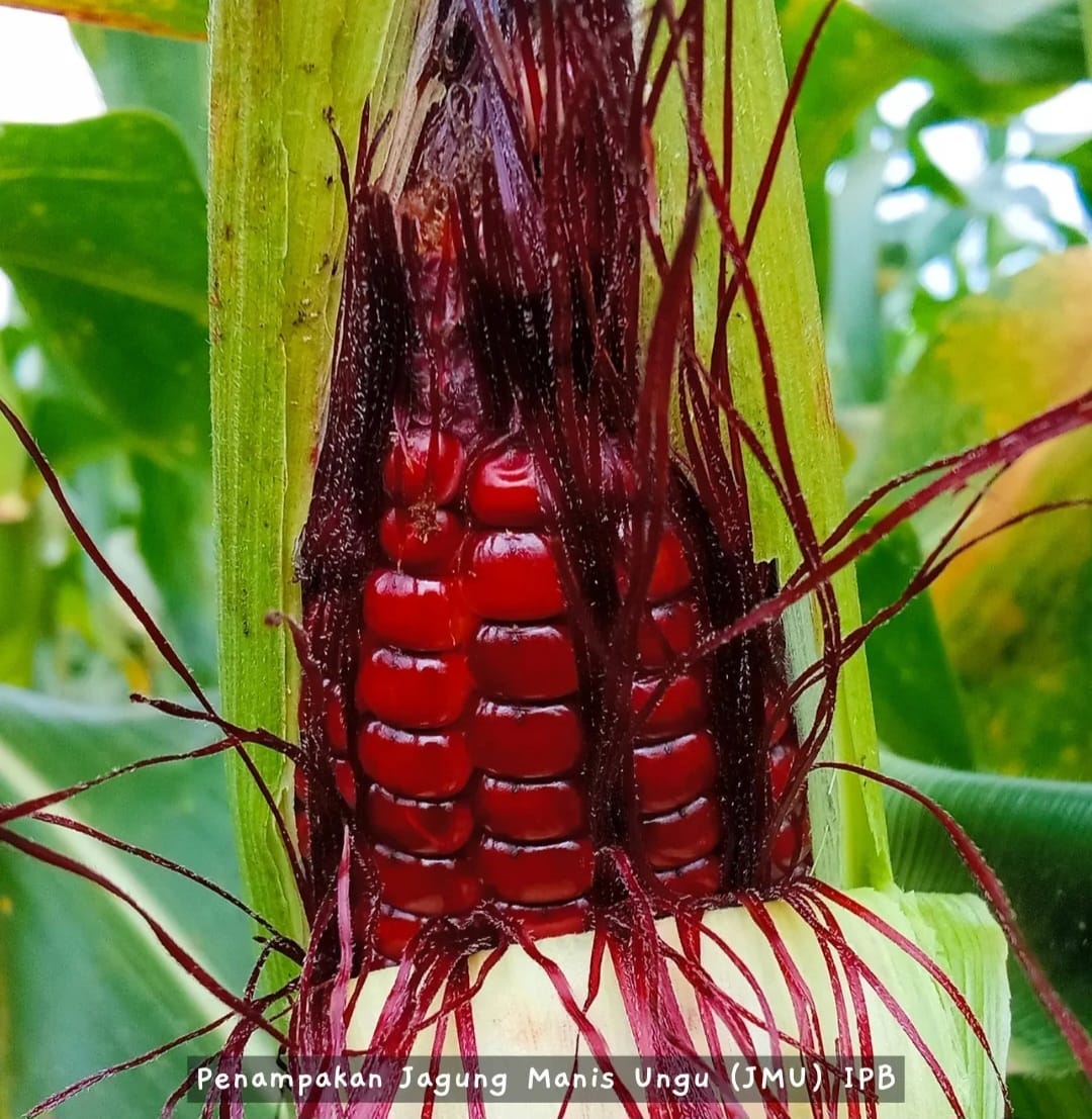 Berinovasi di Kampus Inovasi, Mahasiswi IPB University Kembangkan Varietas Jagung Manis Ungu