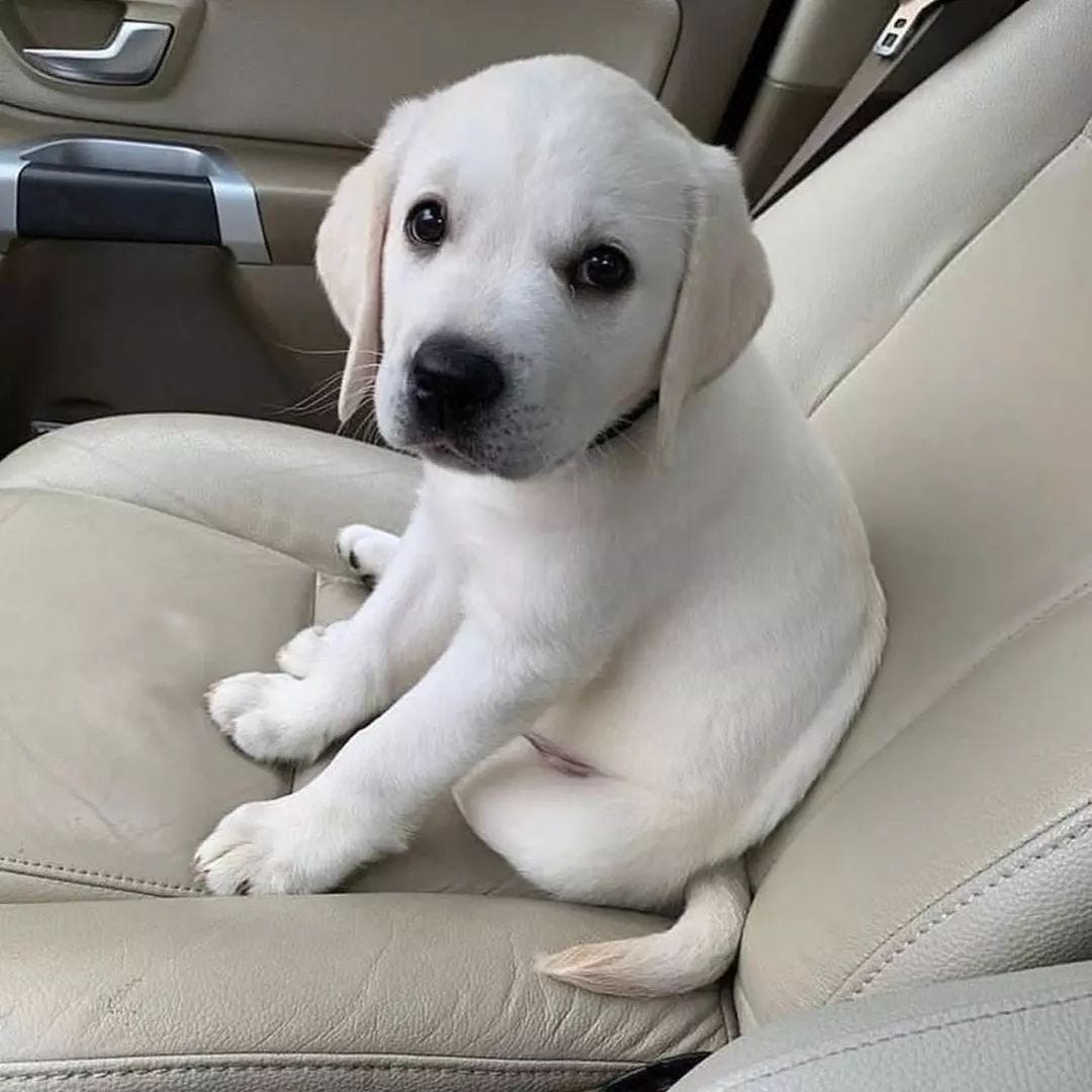 Labrador puppies for sale tasmania Labrador breeders in tasmania