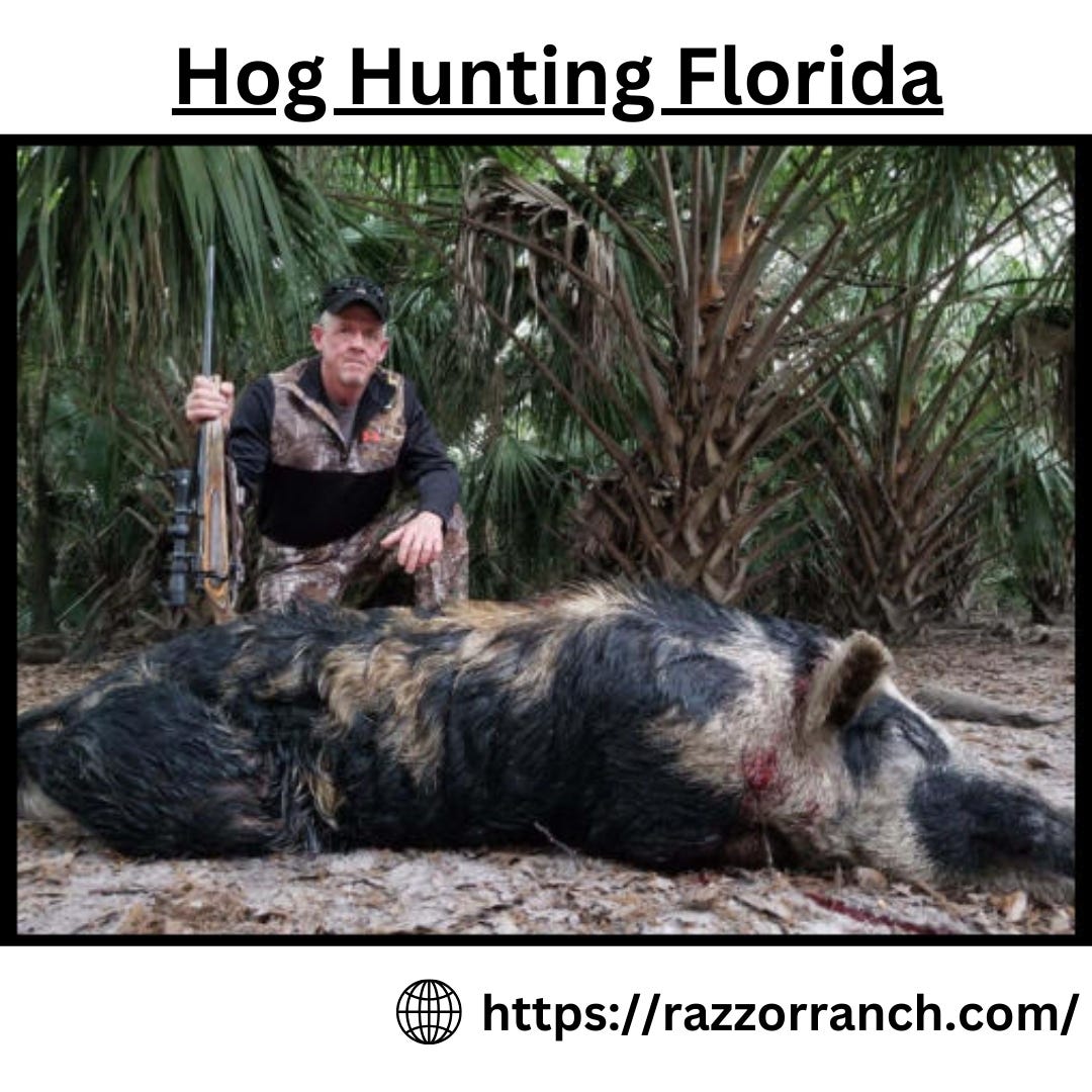 Hog Hunting Florida Razzor Ranch Medium