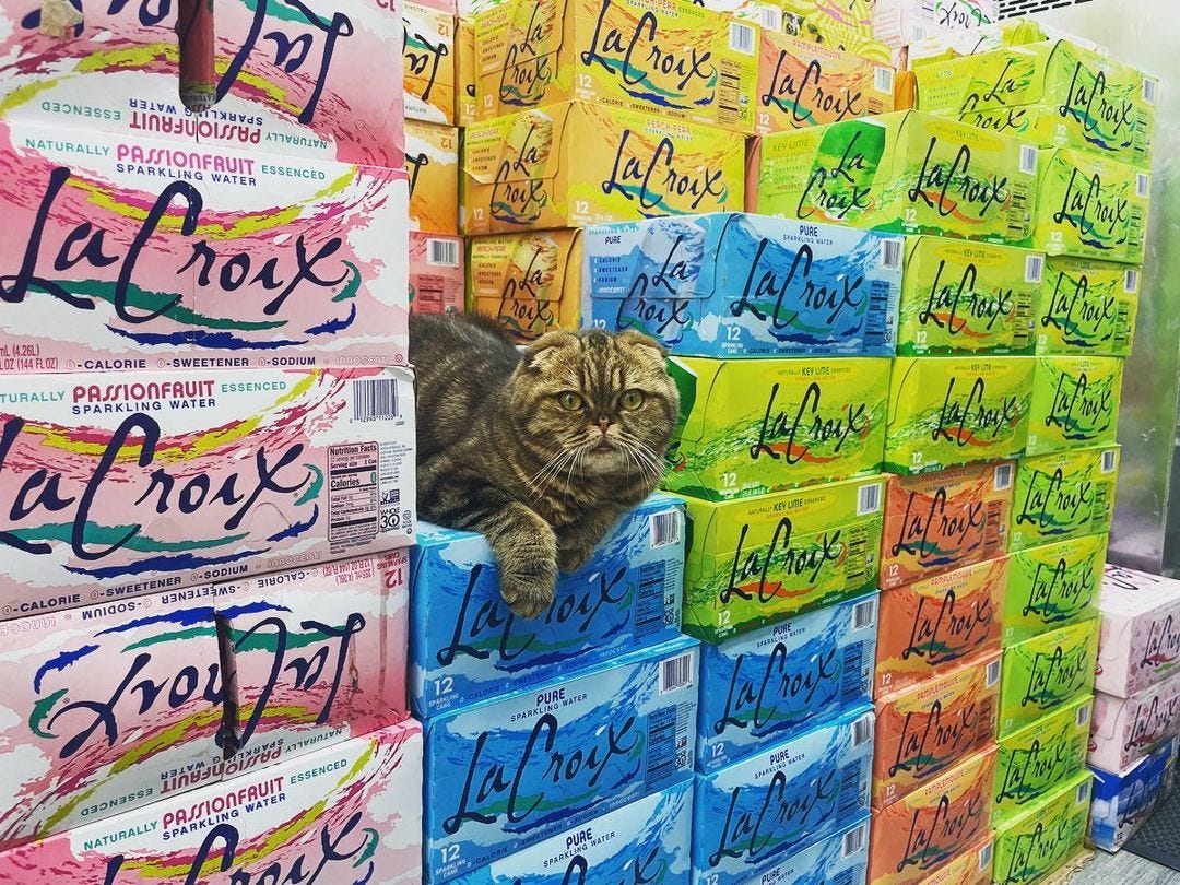 Missed Out? NYC’s Bodega Cat Merch Was the Pop Culture Hit of the