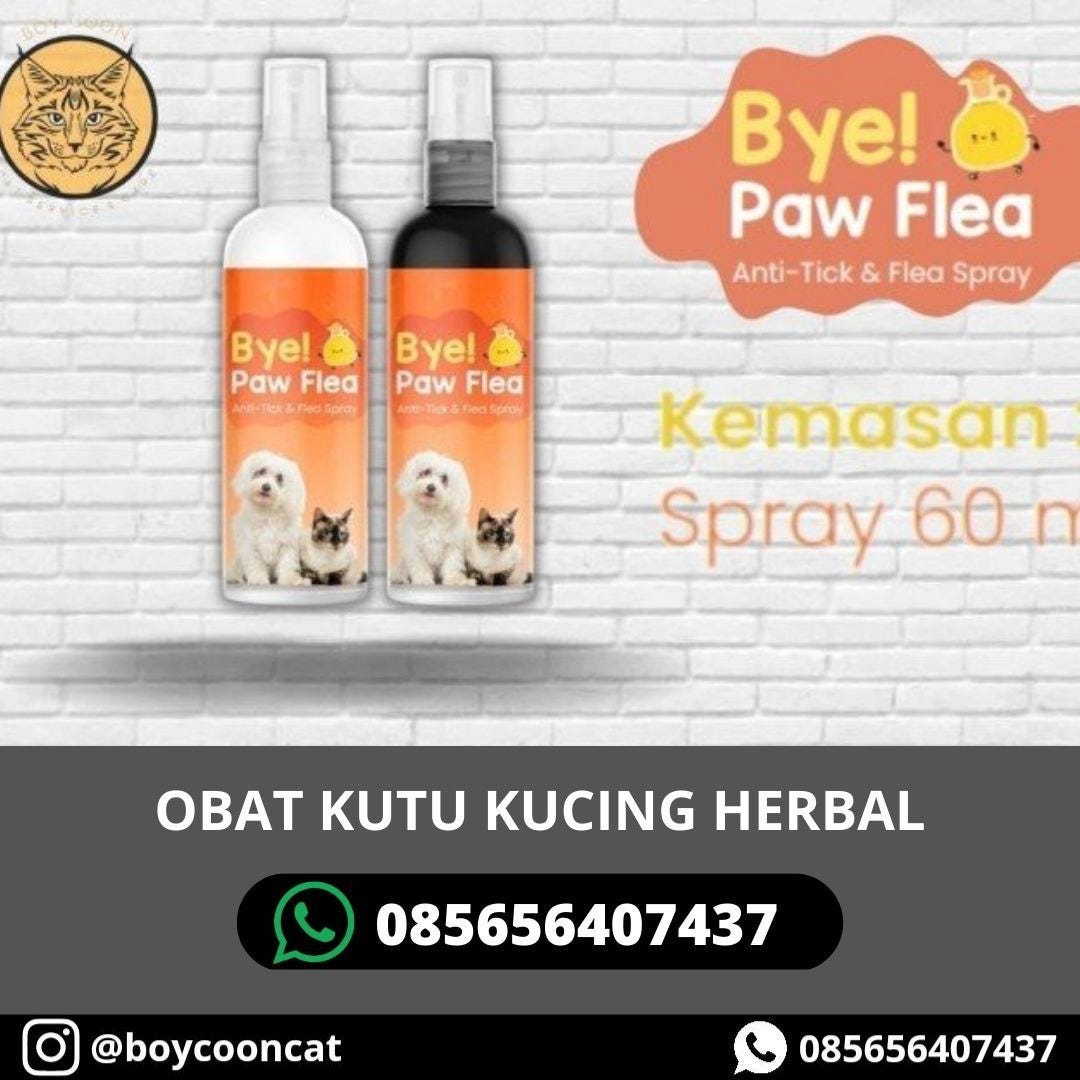 OBAT KUTU KUCING HERBAL