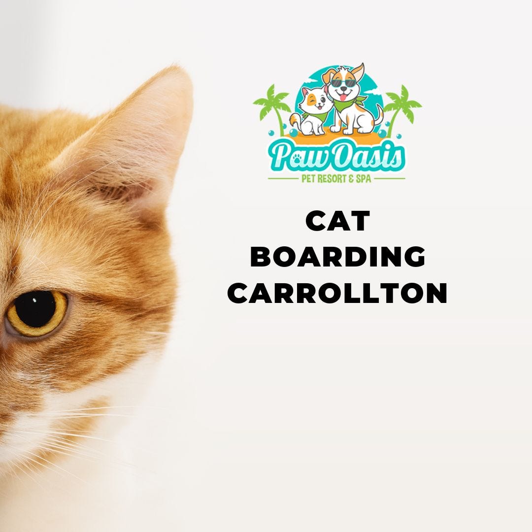 Understanding The Importance And Benefits Of Cat Boarding By cat-boarding-homestead-kennels-cattery-llc