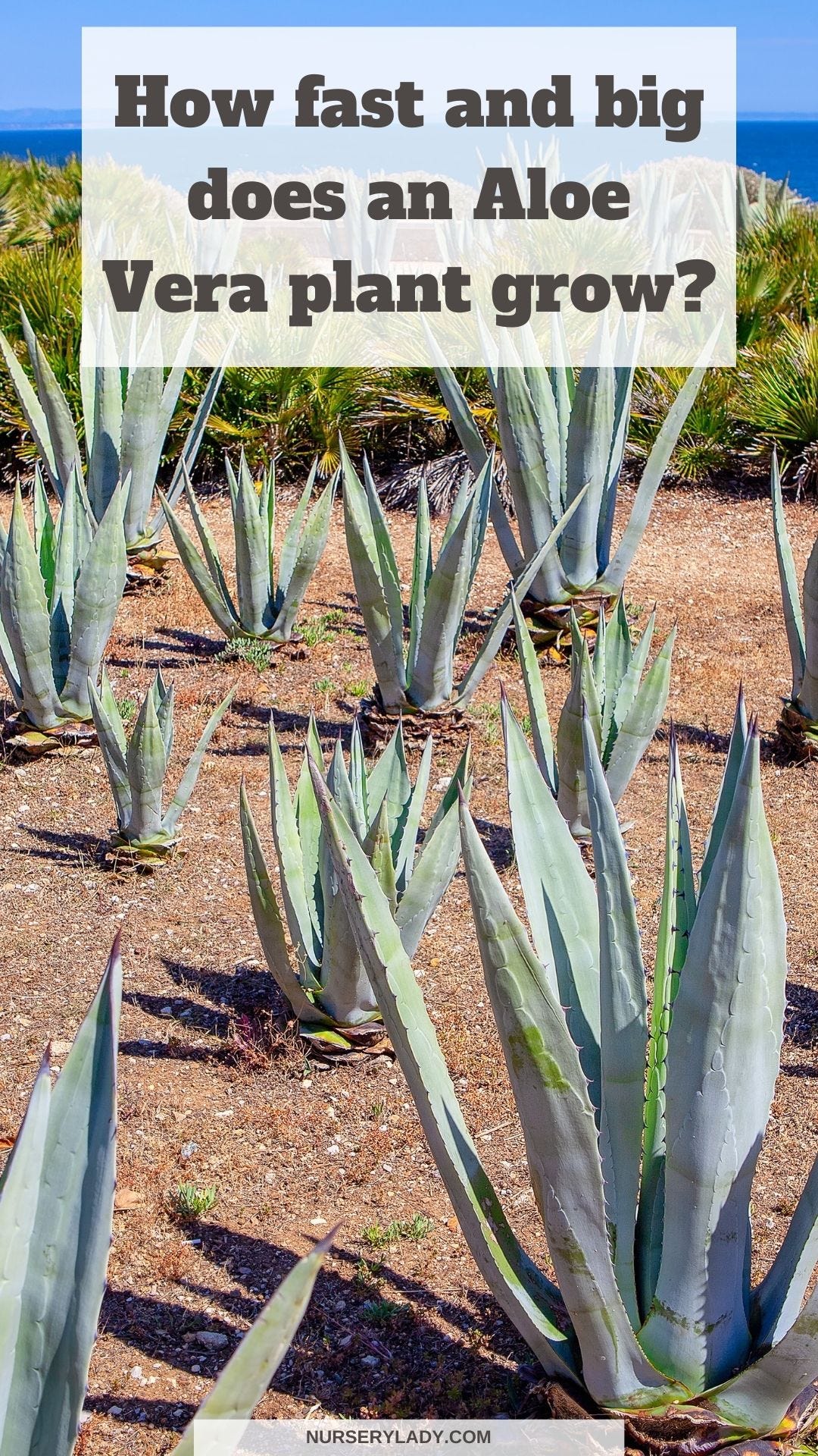 How Fast Does An Aloe Vera Plant Grow? | by Nursery Lady | Medium