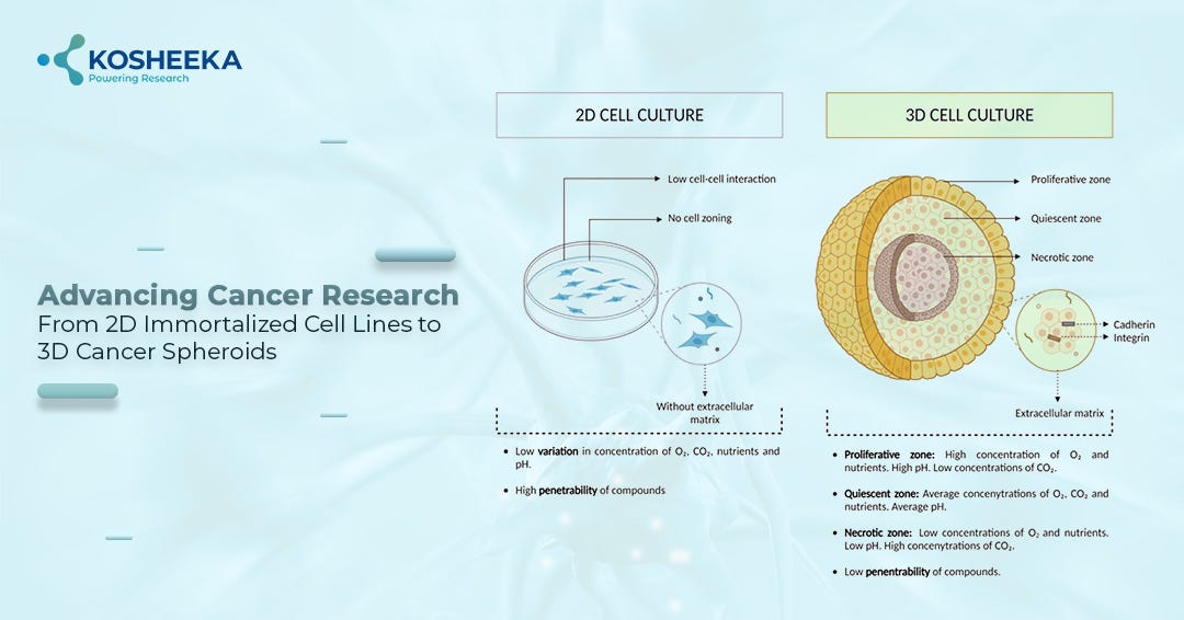 Advancing Cancer Research: From 2D Immortalized Cell Lines to 3D Cancer Spheroids