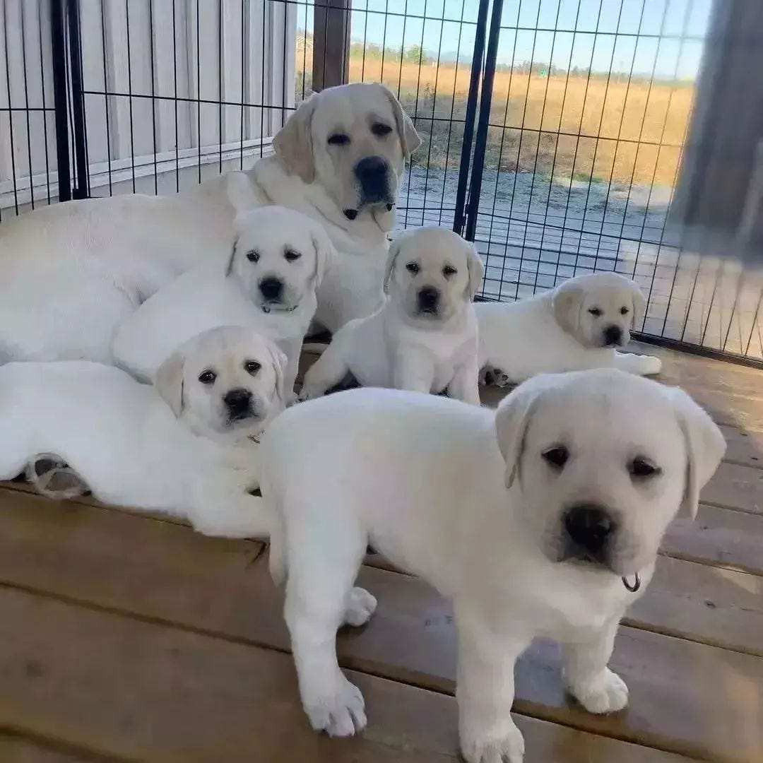 labrador retriever puppies australia Labrador Retriever Puppies for