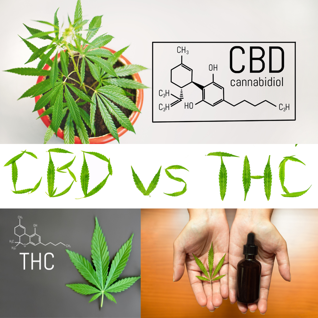 CBD Vs THC — The Difference Between The Two Chemicals | By Oliver Gale ...