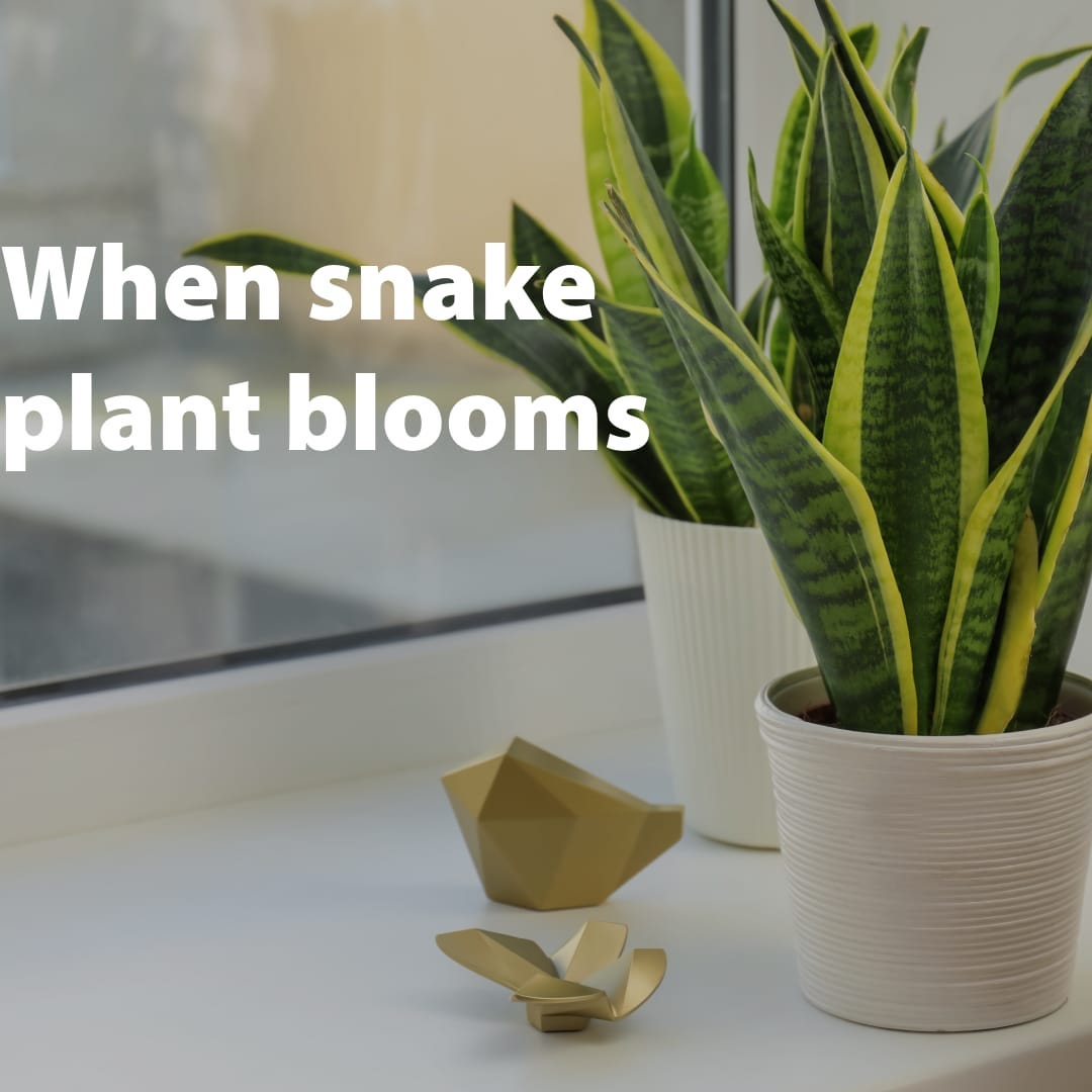 The Enigmatic Bloom of the Snake Plant: A Rare Botanical Spectacle