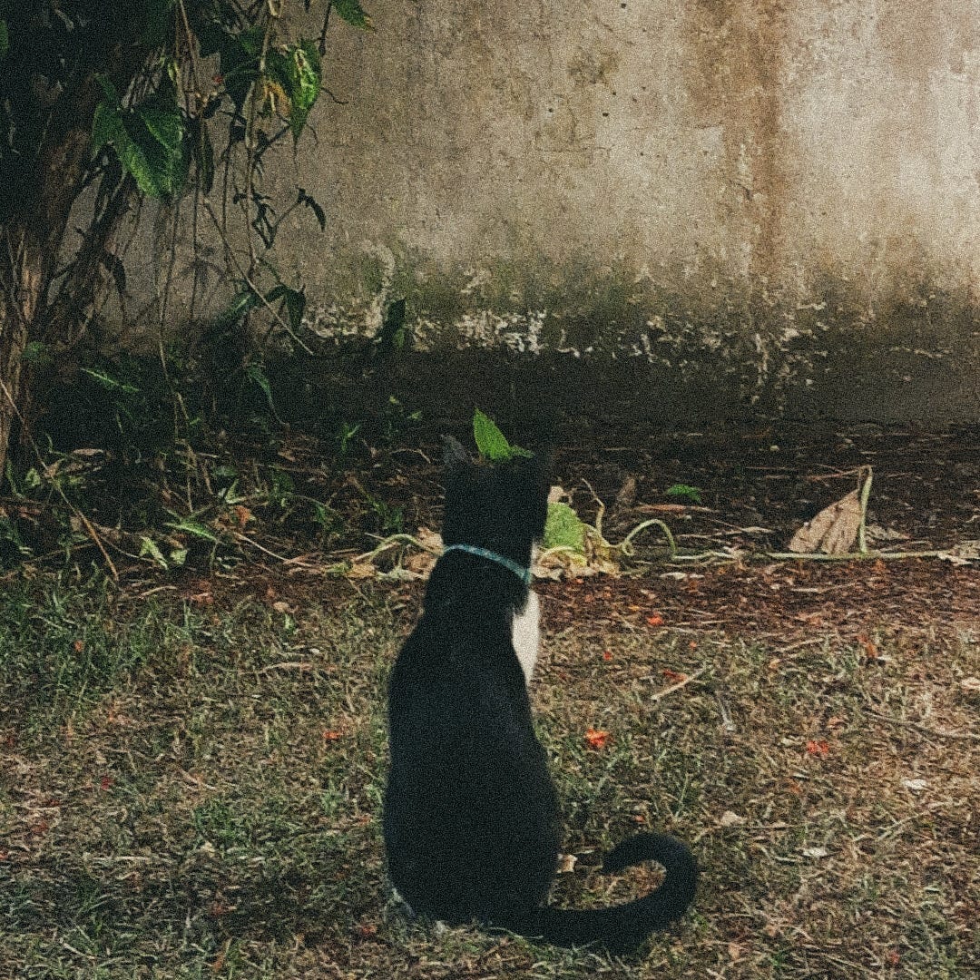 Leoa, felina