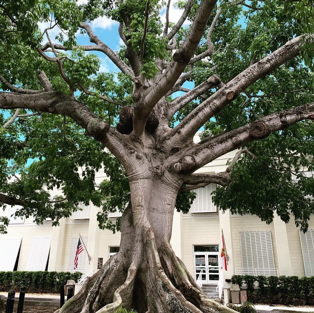 Where Have I Been? Only the Trees Will Tell by Melissa Rach In