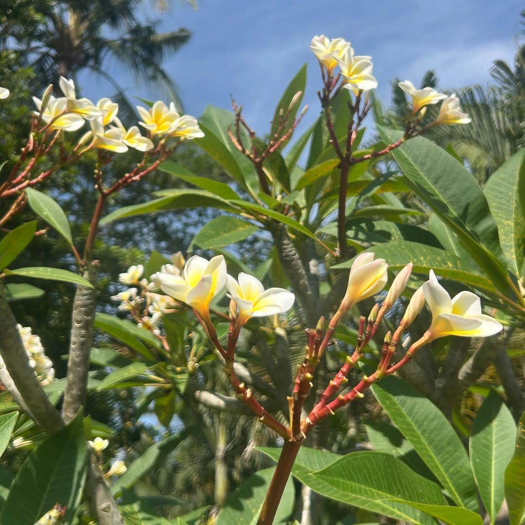 The Symbolism Behind the Frangipani Flower in Bali | by Neil | Medium
