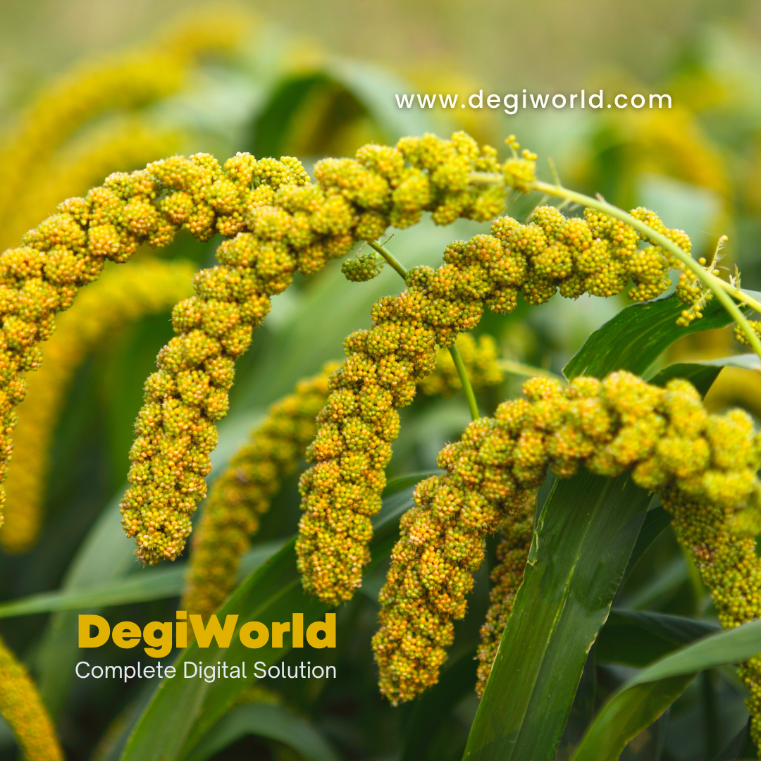 Millet vs Rice Know Which is better for Your Health… by Dr Rajendra