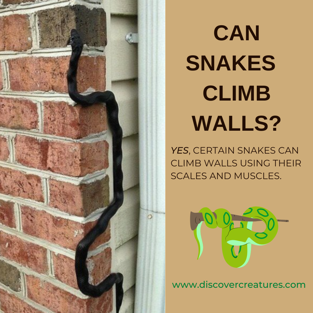 Can Snakes Climb Walls? 05 Snakes Facts by Discover Creatures Medium