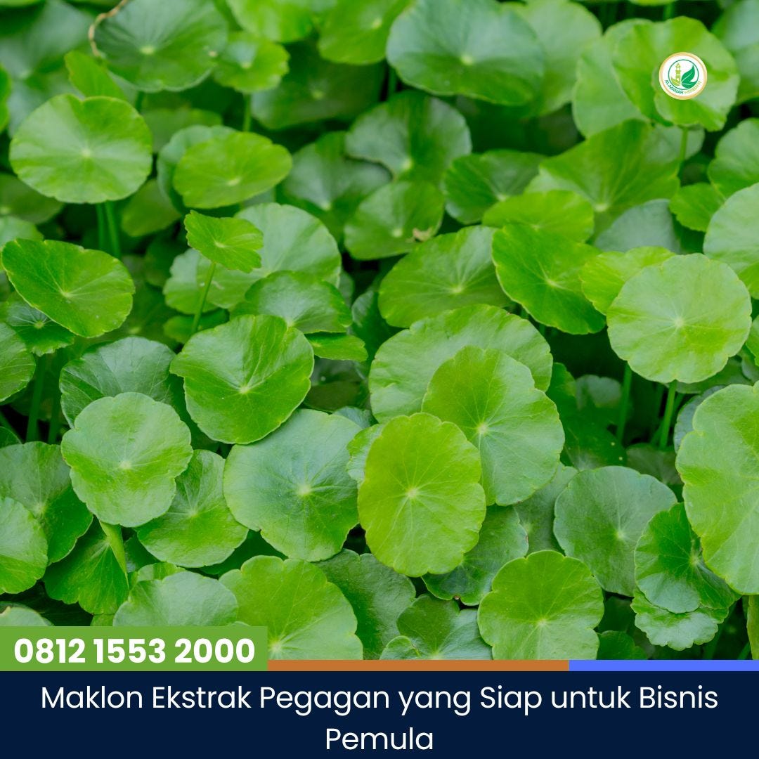 Maklon Ekstrak Pegagan yang Siap untuk Bisnis Pemula