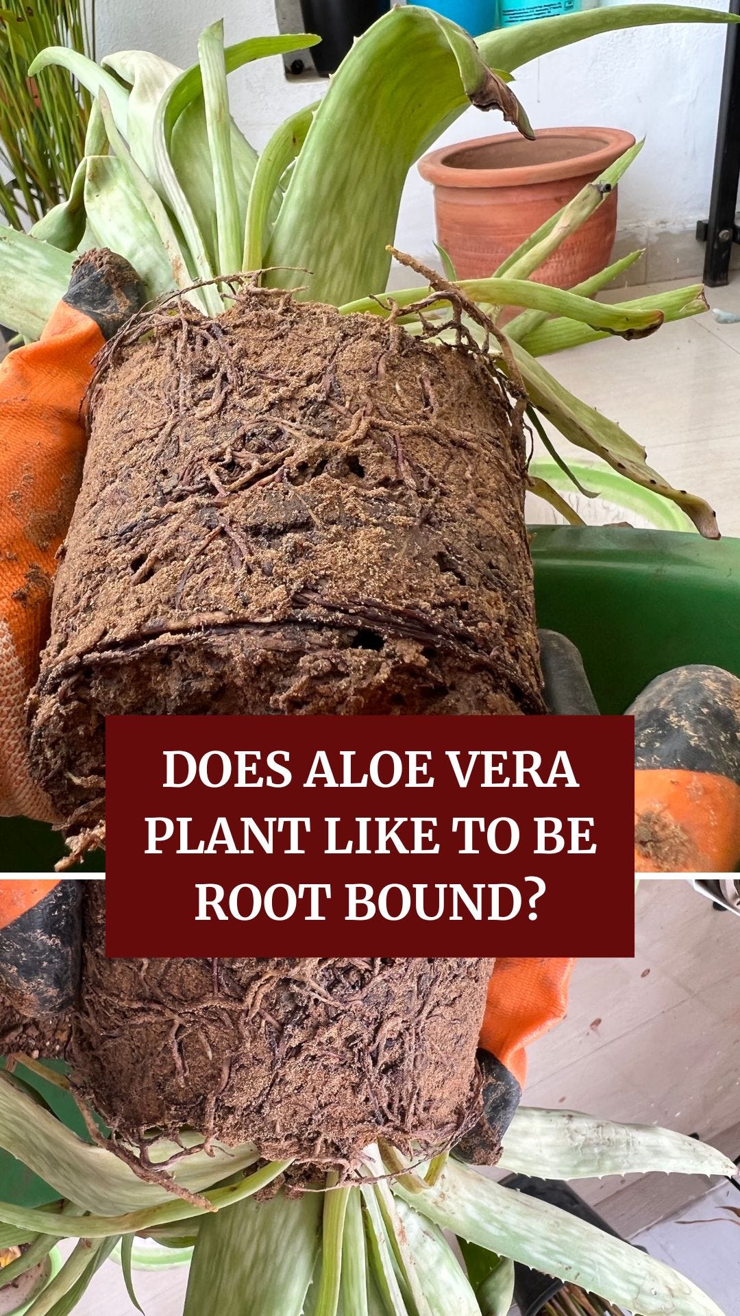 Does Aloe Vera Plant Like To Be Root Bound? | by Nursery Lady | Medium