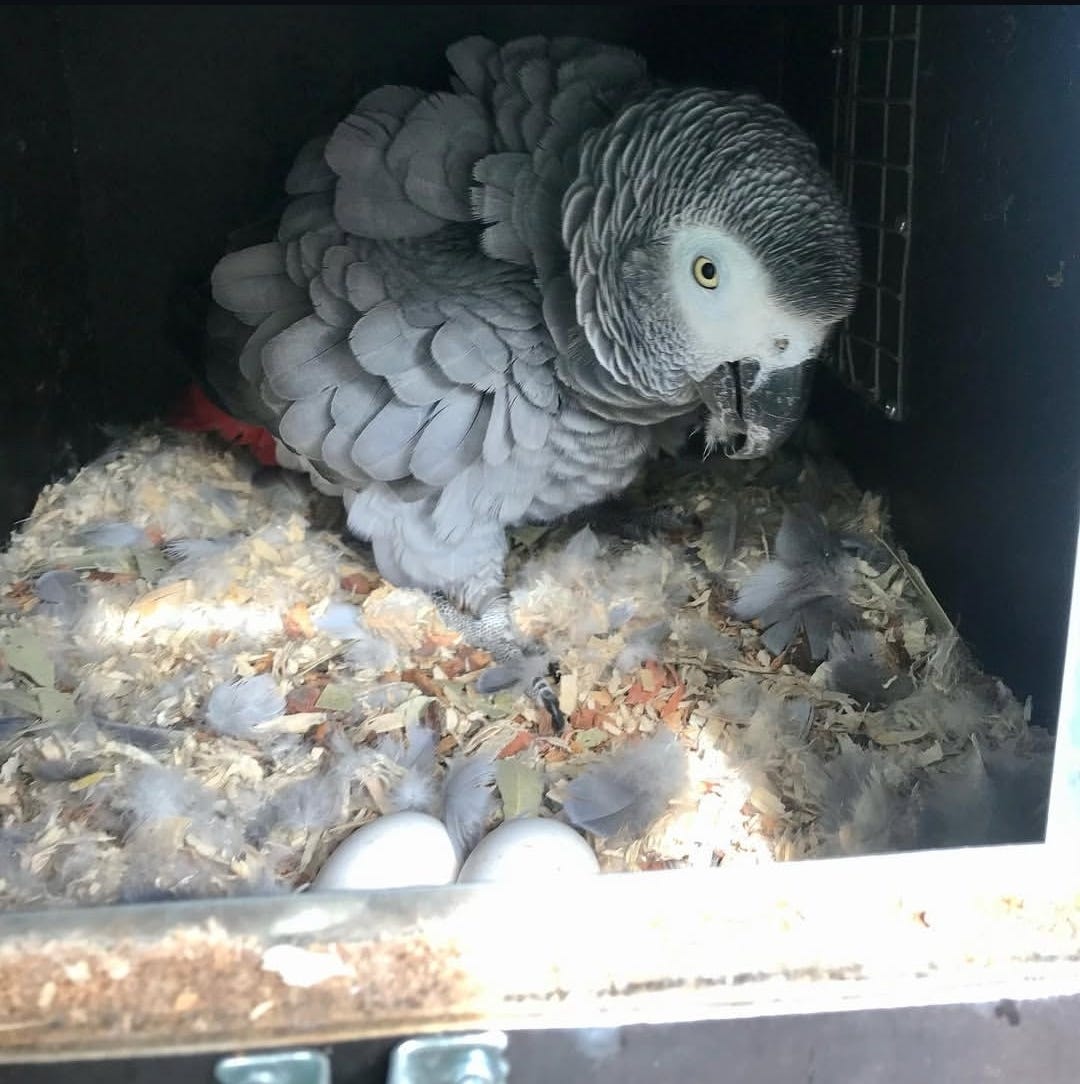 Buy Healthy Fertile Parrot Eggs Online