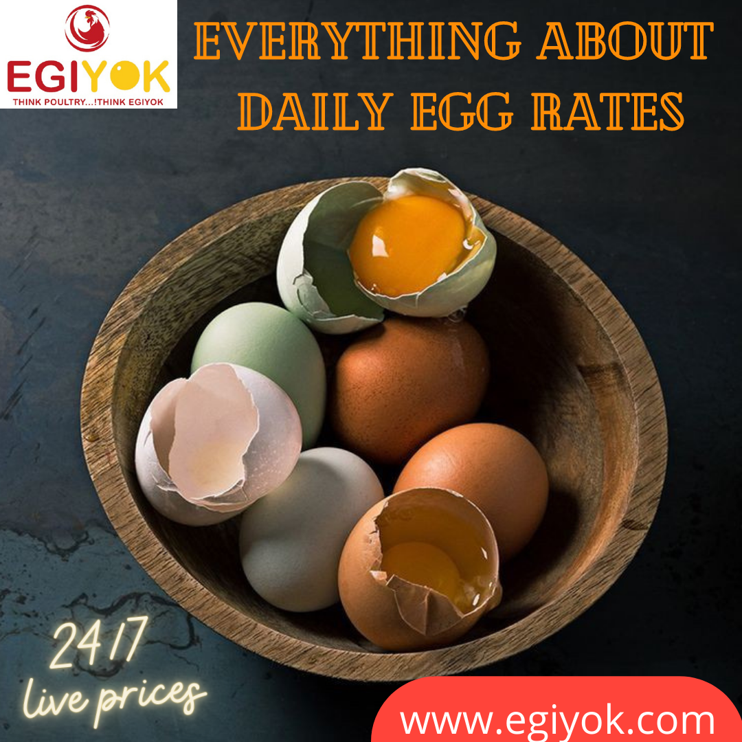 How much today Egg rate? The price of an egg may vary slightly from one