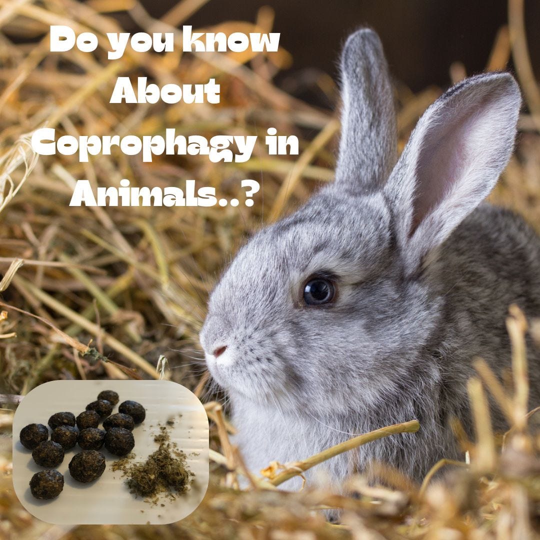 Do you know..? Some animals eat their own poop and digest it for a