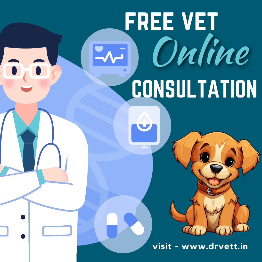 Why Choose Online Vet Consultations? Drvett Medium