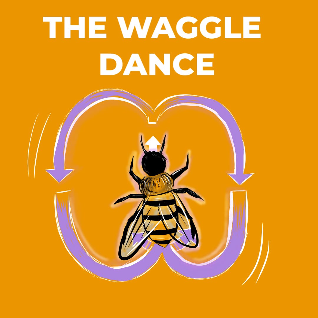 Bees dance store sale