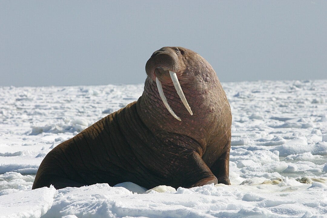 Walrus operator in Python. Let’s start with an example, every… | by ...