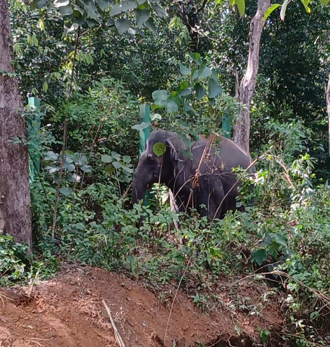 The Elephant’s Scent: From Sweet Secretion to Warning Signal