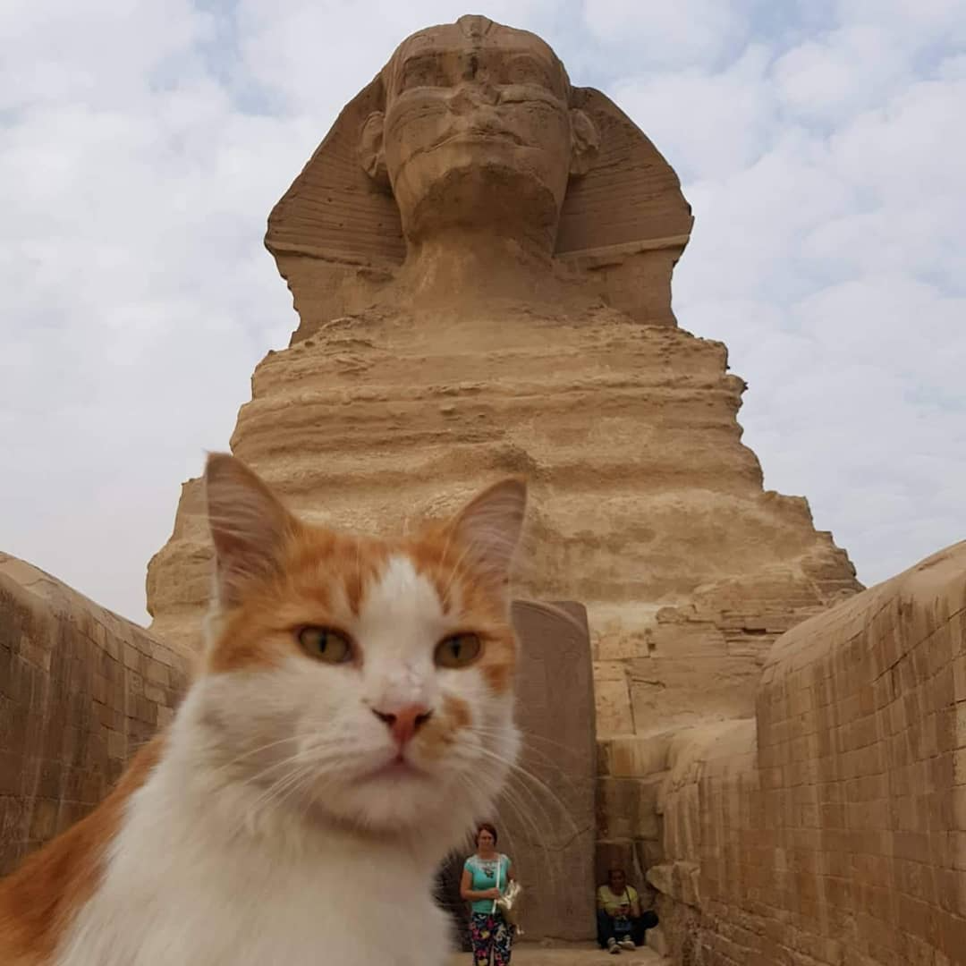 Feline Majesty Cats in Ancient Egypt by KING OF EGYPT Medium