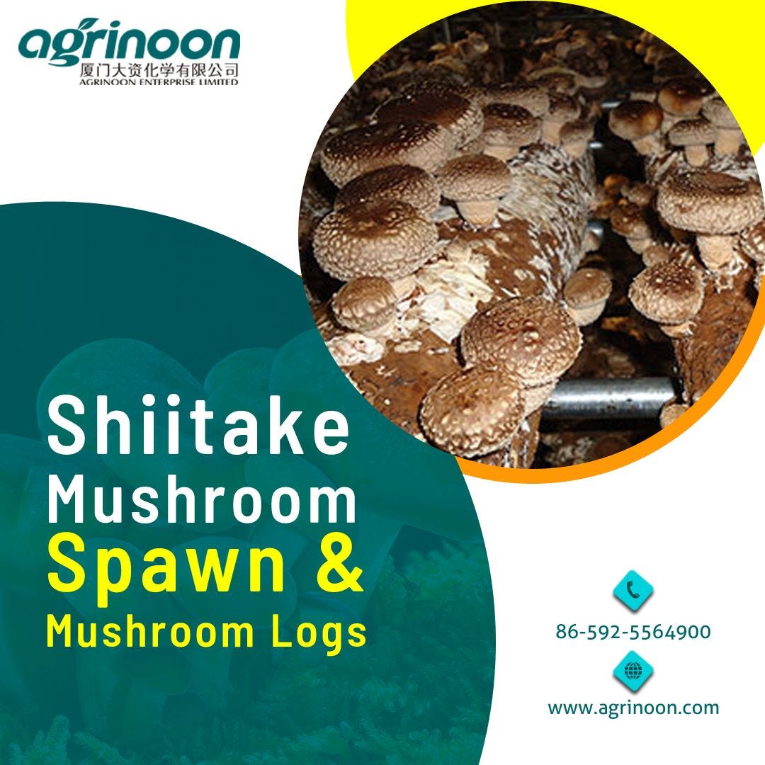 China Shiitake Seeds — Interesting Facts about Shiitake Mushrooms by