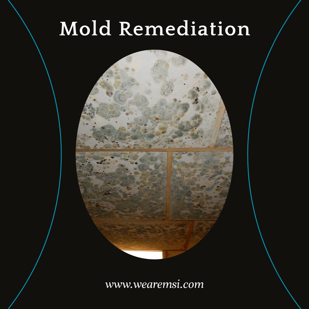 Mold Remediation Services Mold Solutions & Inspections Medium