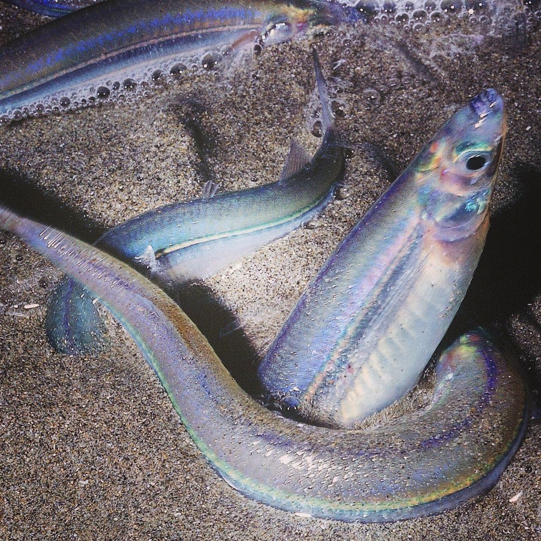 It’s Grunion Run Season! Things to Know Before You Go Amazingworld.travel Medium