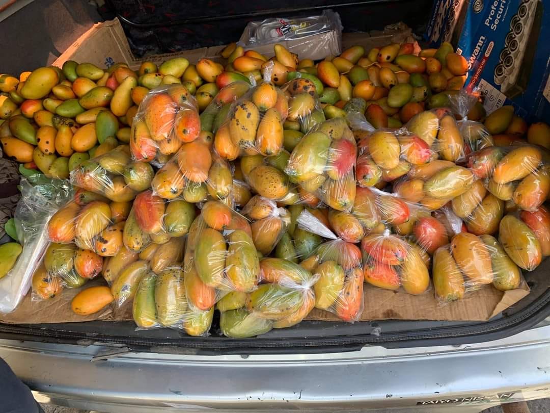 The True Jamaican Mango Lovers. Mangoes are a Jamaican’s best friend