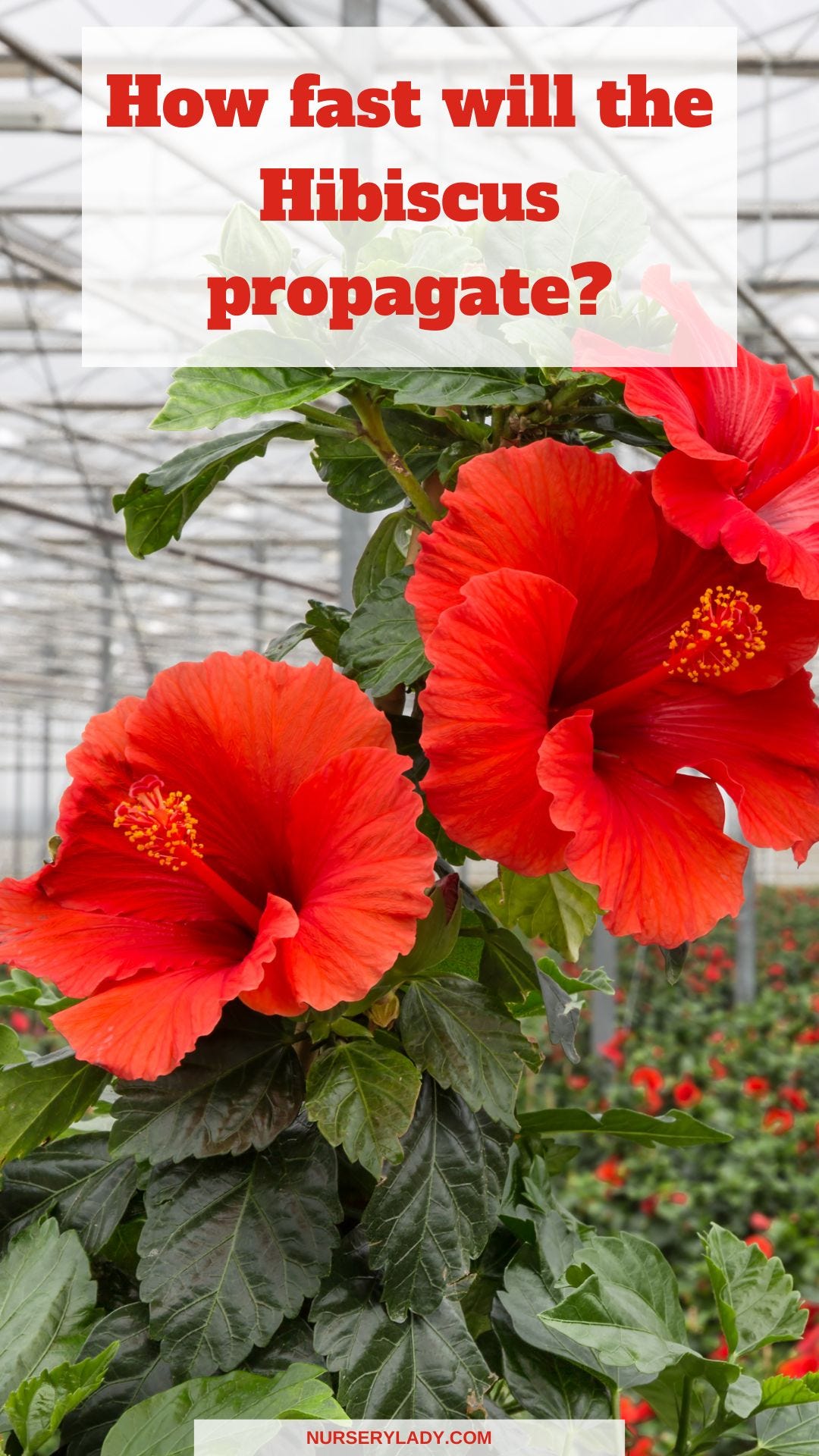 How Fast Do Hibiscus Plants Grow? - Nursery Lady - Medium