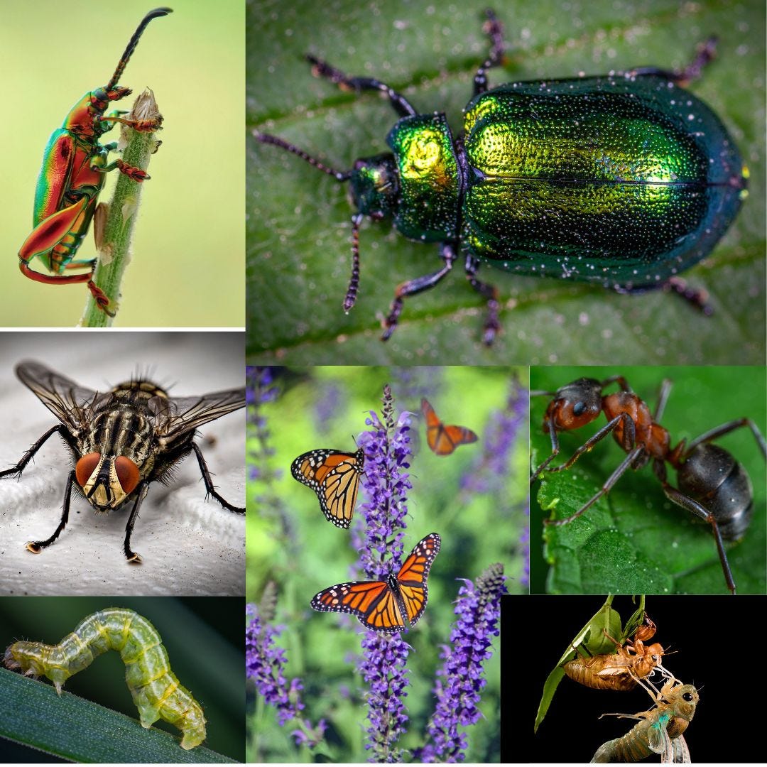Exploring The Fascinating World Of Insects Names In Hindi And English exploring-the-fascinating-world-of-insects-names-in-hindi-and-english