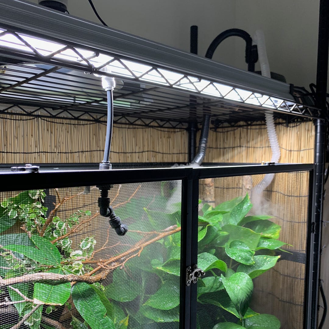 How Often Should I Mist My Chameleon’s Enclosure? Medium