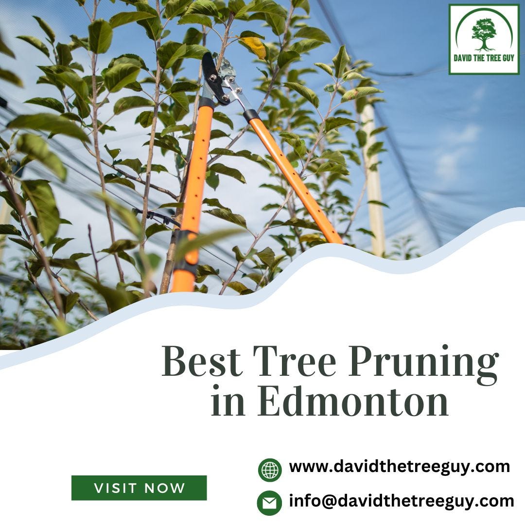 Best Tree Pruning in Edmonton David The Tree Guy Medium