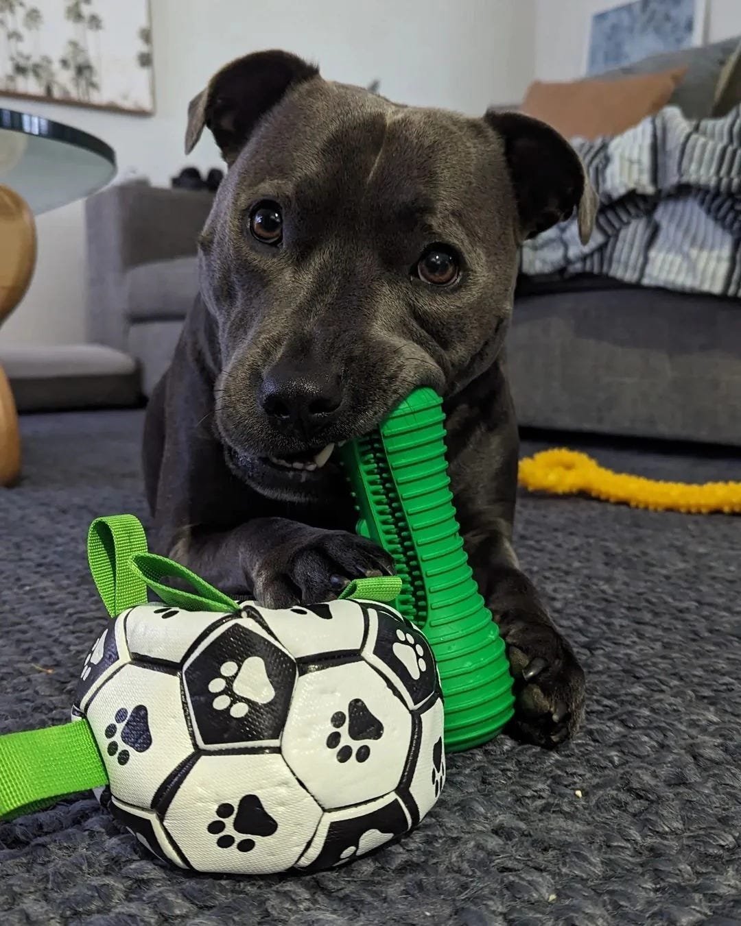 The Best Interactive Dog Toys, Sturdy Dog Toys, Indestructible Dog Chew Toys,  and Staffy, by Happy Staffy Co.