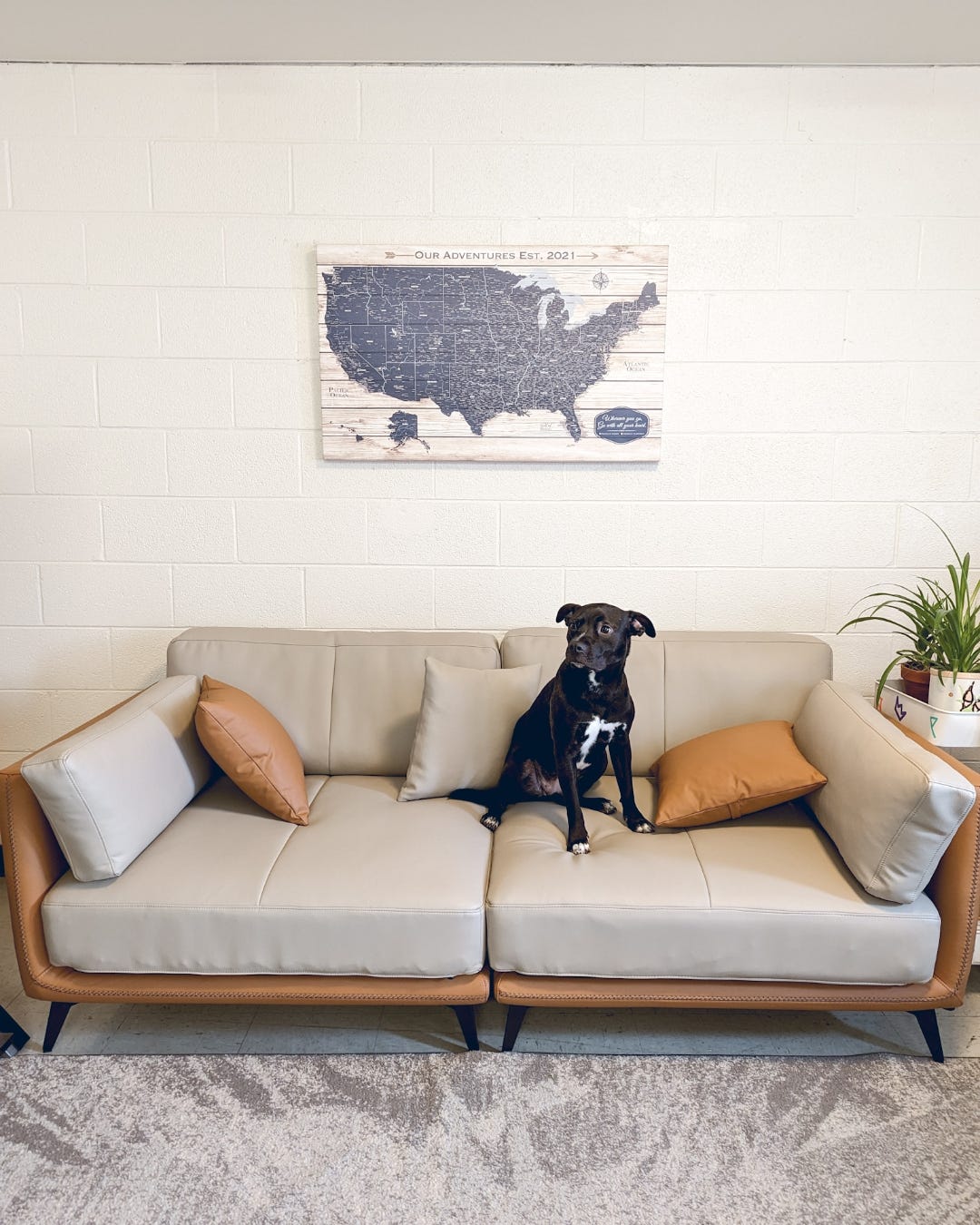 The Best Couches For Dogs That Are Comfortable, Durable And Stylish