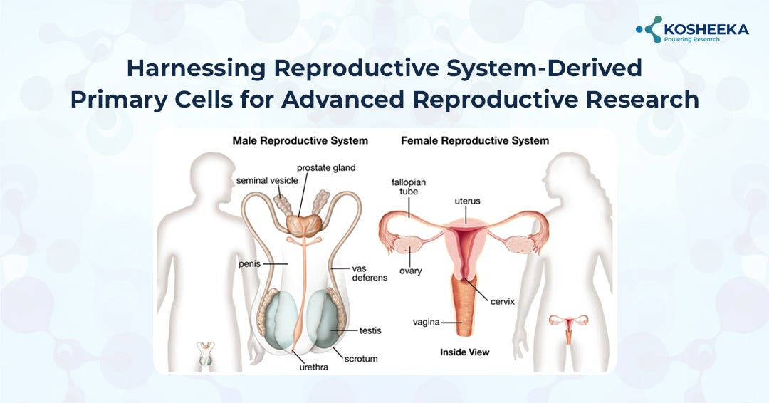 Harnessing Reproductive System-Derived Primary Cells for Advanced Reproductive Research: A New…