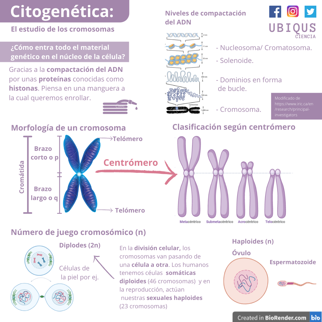 Citogenética: el estudio de los cromosomas y la organización del material  genético. | by Ubiqus Ciencia | Medium