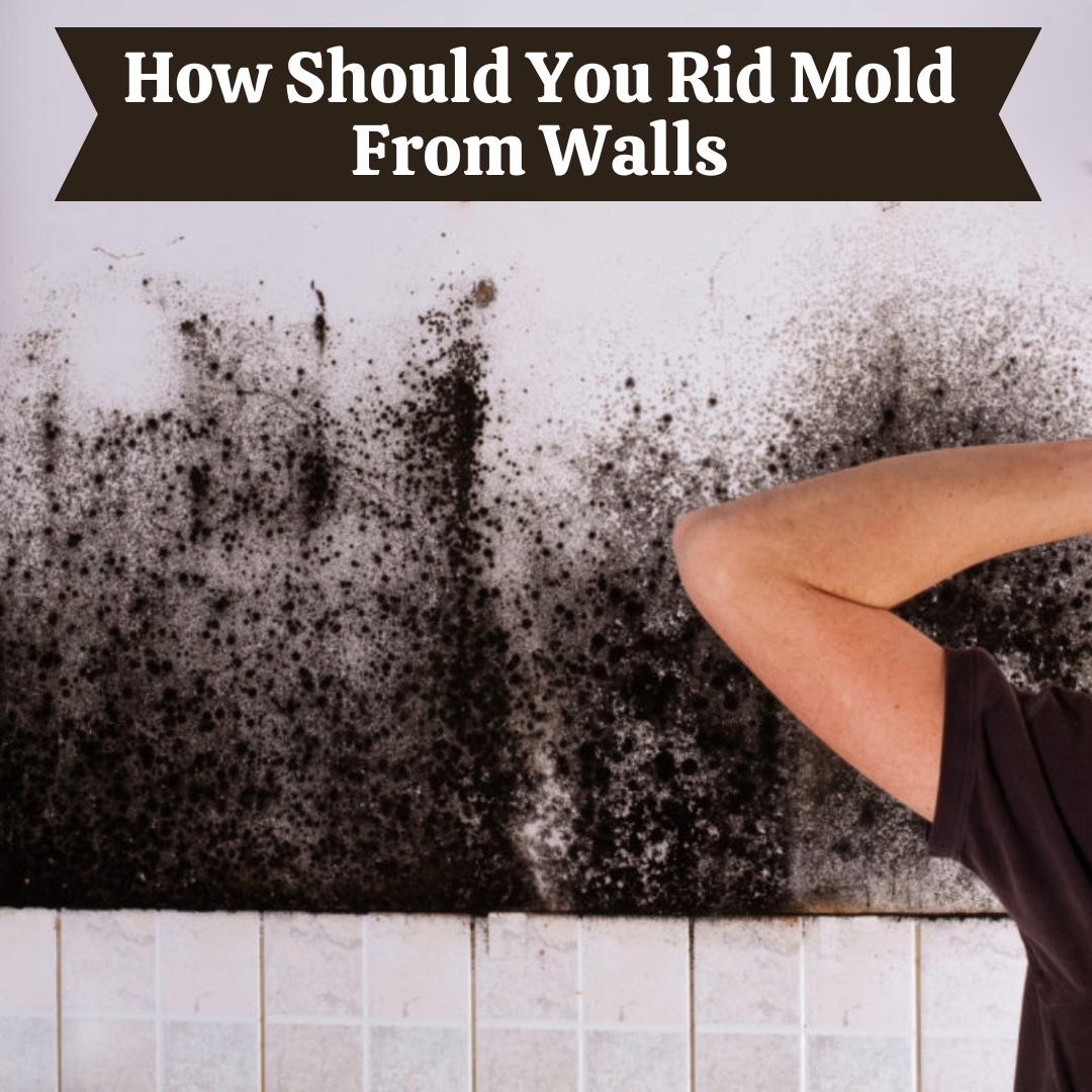 How Should You Rid Mold From Walls? JM Environmental, Inc. Medium