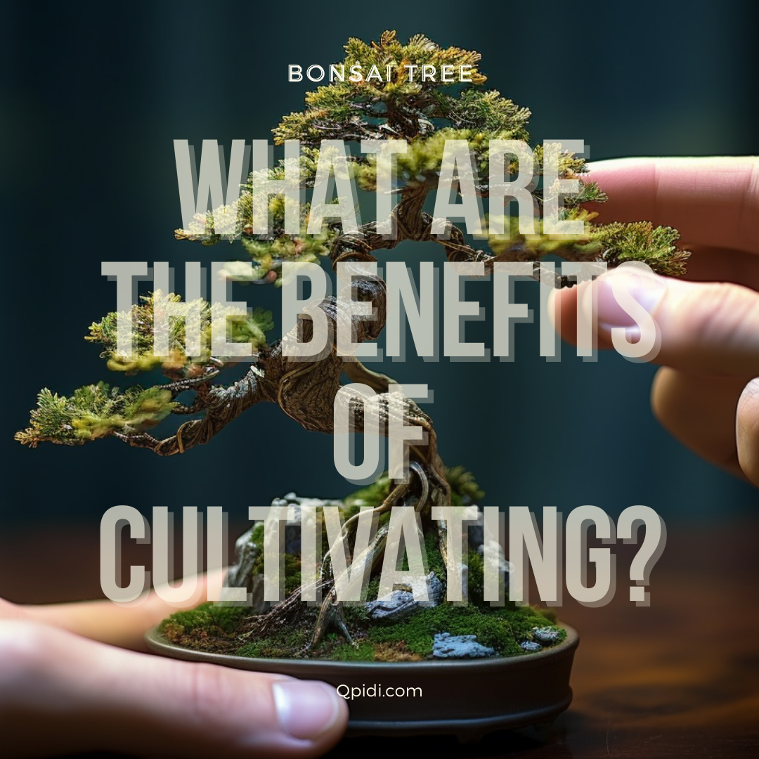 Bonsai Trees What are the Benefits of Cultivating? by Qpidi Jul