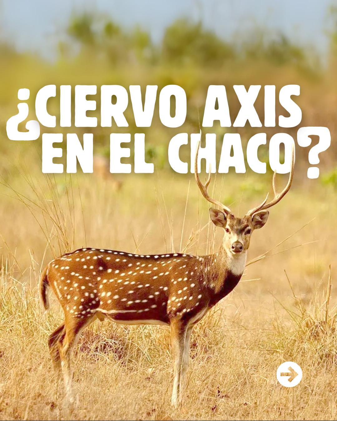 Ciervo axis en el Chaco Argentino: una amenaza que nos involucra a todos