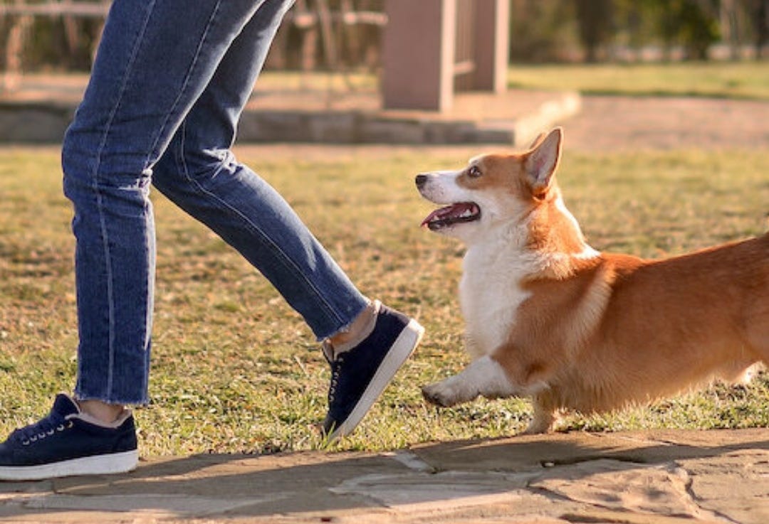 Why Does My Dog Follow Me Everywhere? by Aman Medium