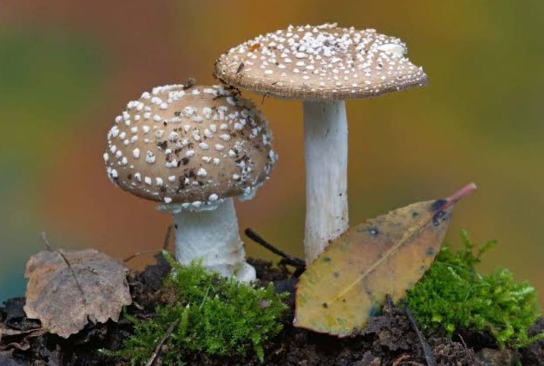 Fungi: Earth’s Internet Under Our Feet