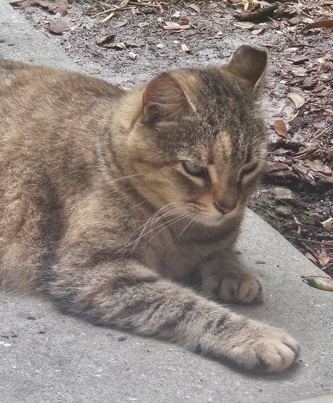 to a cat I never named