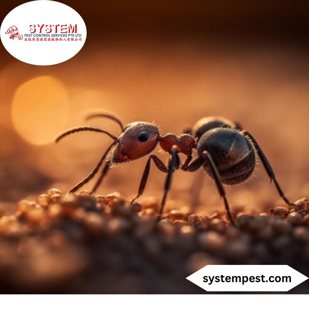 Pest control information deals
