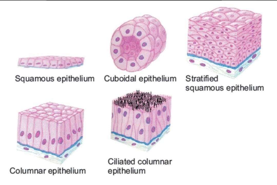 Types of Epithelial Tissue. (squamous ,cuboidal, columnar and… | by ...