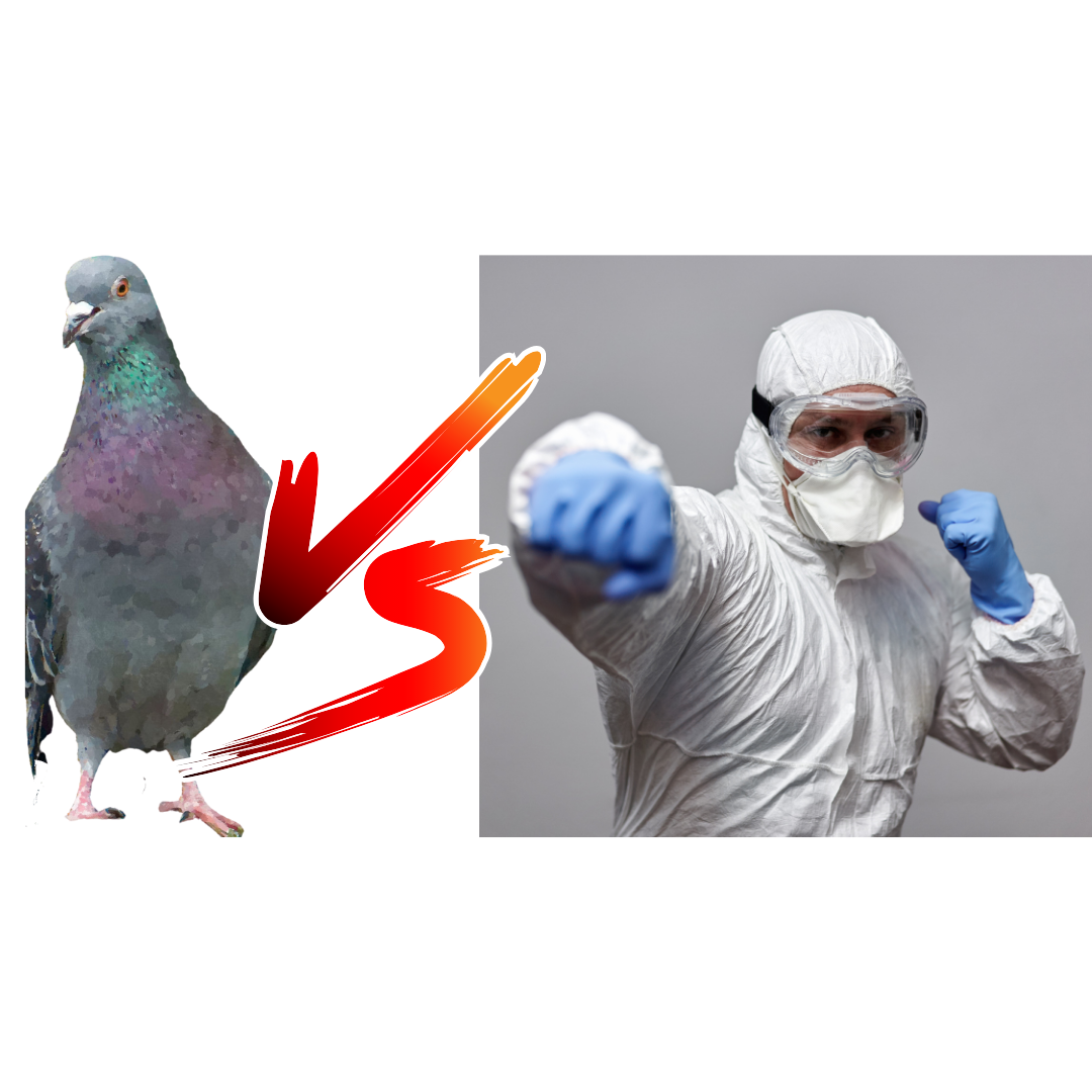 Let’s Talk About Pigeon Poop. The Ultimate Guide to Protective Gear ...