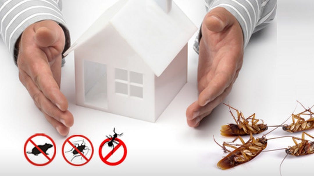 Things Every Boulder County Homeowner Should Know About Pests