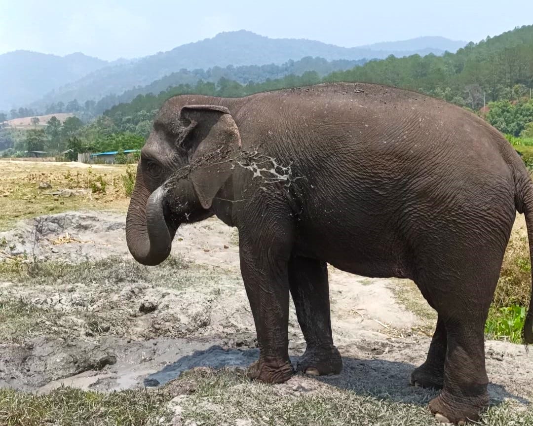 When An Elephant Takes A Bath…. July Six Word Photo Story Challenge ...