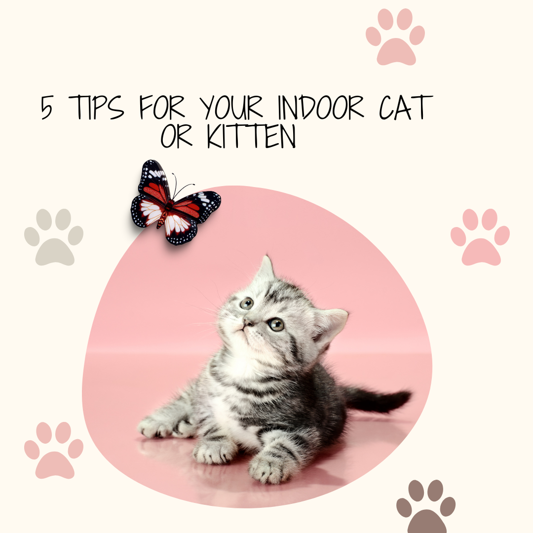 5 Cat care Tips for your Indoor Cat by HowtoTrainyourPet Medium